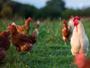 Chickens in a field